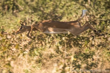 Il salto dell'Impala