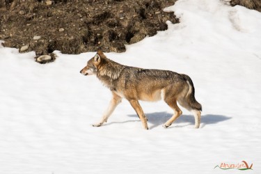 il trotto del Lupo