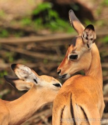 Interazione tra piccoli di Impala