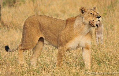 Leonessa con neonato