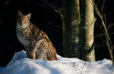 Lince Europea