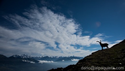 Lo stambecco delle Alpi