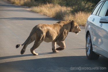 Nel Kruger è meglio non scendere dall'auto!