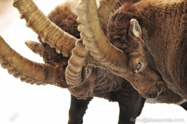 Stambecchi in autunno