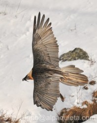 Sulle ali del gipeto