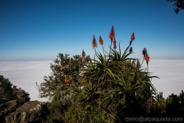 Aloe di montagna