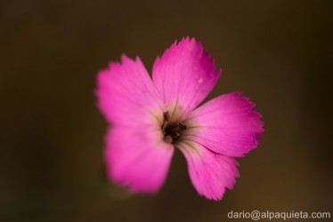 Dianthus...come un fiore solo, che non è!
