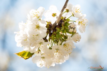 Fiori di ciliegio