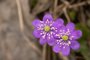 Hepatica