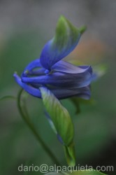 Aquilegia alpina
