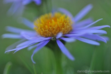 Aster Alpinus