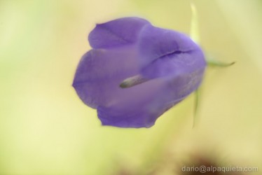 Campanula