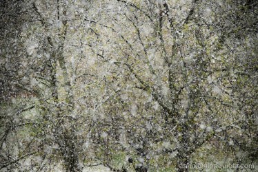 Castagni sotto la neve