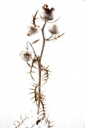 Cirsium eriophorum