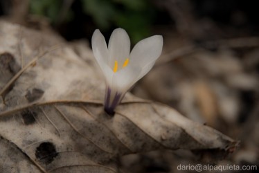 Crocus albiflorus