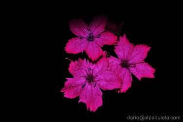 Dianthus Deltoides