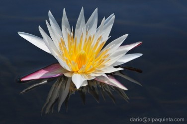 Fiore di ninfea