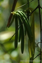 Frutto della Vaniglia