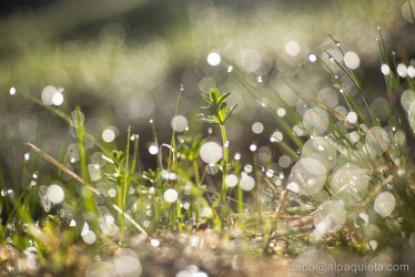 Gocce d'acqua su steli derba