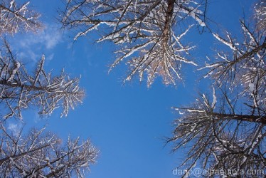 Larici e cielo d'inverno