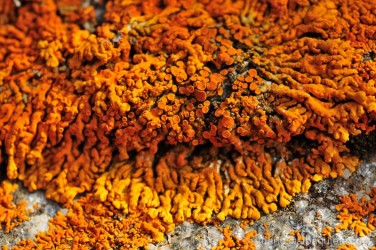 Lichene d'autunno
