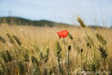Papavero in campo di grano