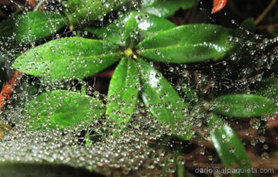 Rododendro e tessitura di ragno imperlata