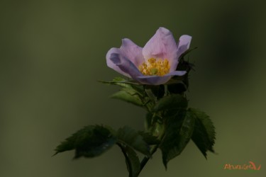 Rosa canina