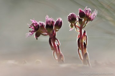 Sempervivum arachnoideum