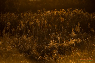 Vegetazione di palude