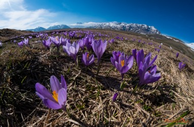 I crochi a Campo Imperatore