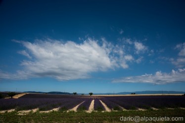 Lavanda e cielo!