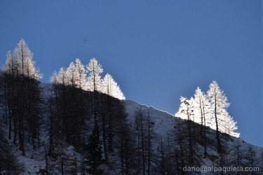 Prime luci su larici