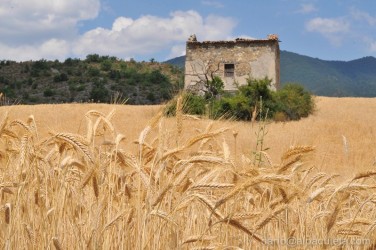 Rudere in campo di grano