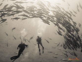 Circondati dai Carangidi