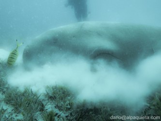 Dugongo in alimentazione