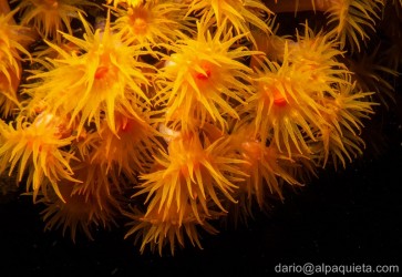 Parazoanthus axinellae