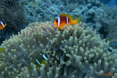 Pesci pagliaccio in Anemone