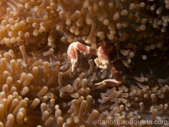 Granchio porcellana in anemone