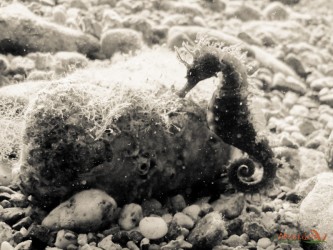 Hyppocampus gluttulatus