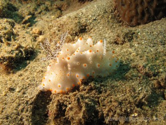 Nudibranchia