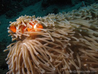 Pesce pagiaccio in anemone