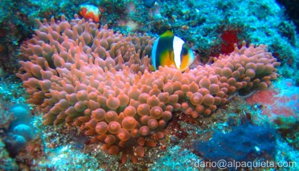 Pesce pagliaccio in anemone rossa dai tentacoli a capezzolo