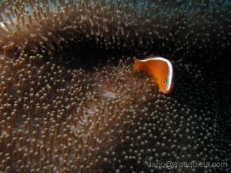 Pesce pagliaccio in anemone