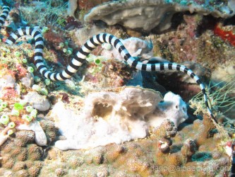 Serpente di mare in caccia