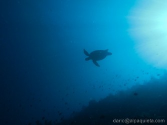 Tartaruga verde gigante