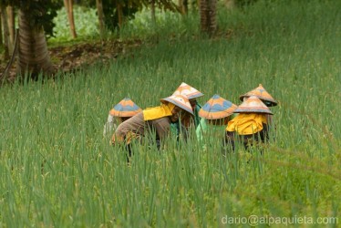 Coltivatrici di riso