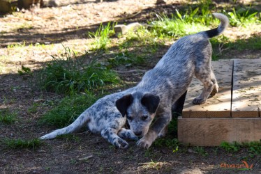 Acrobatic dog