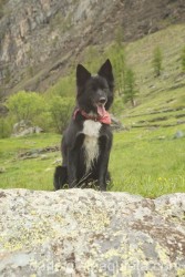 Border Collie