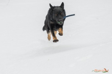Cane volante!